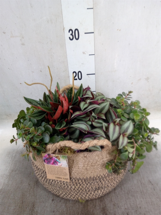 <h4>Arr.   Kamerplant Groen H%</h4>