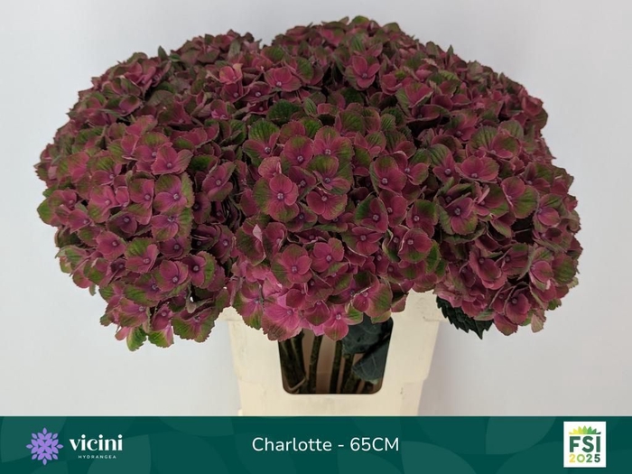 <h4>HYDR M MAG CHARLOTTE</h4>