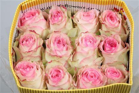 <h4>Rosa GR 'Esperance'</h4>