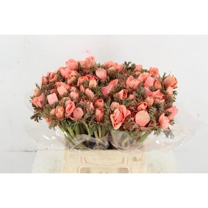 ANEMONE MISTRAL TALC SALMON