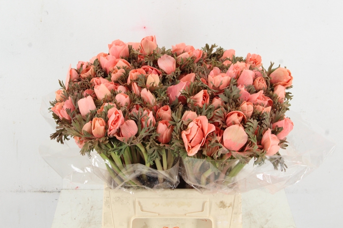 <h4>ANEMONE MISTRAL TALC SALMON</h4>