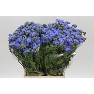 AGER H BLUE PLANET