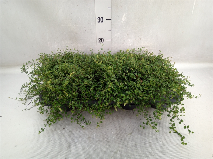 <h4>Muehlenbeckia com. 'Mao'ri'</h4>