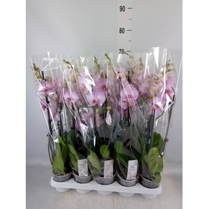 Phalaenopsis   ...