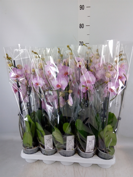 <h4>Phalaenopsis   ...</h4>