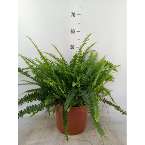 Nephrolepis exal. 'Green Lady'