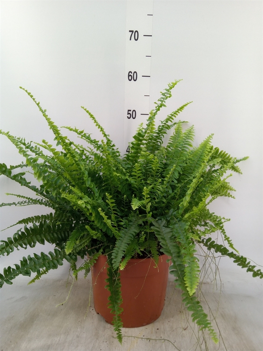 <h4>Nephrolepis exal. 'Green Lady'</h4>