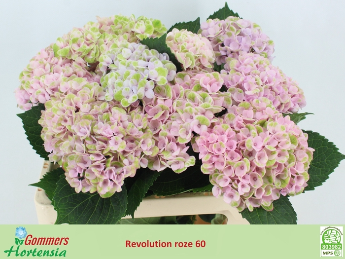<h4>HYDR M MAG REVOLU RZ</h4>