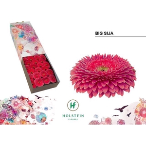 Gerbera Pomponi Big Sija Doos
