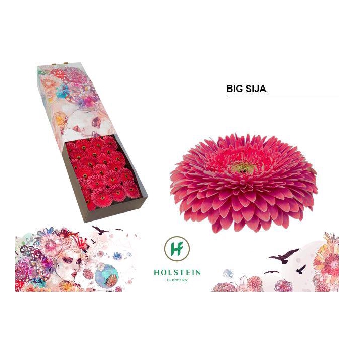 <h4>Ge Gb Gerp Big Sija</h4>