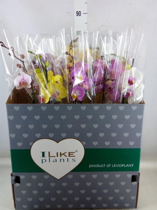 <h4>Phalaenopsis   ...mix</h4>