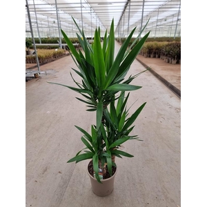 Yucca