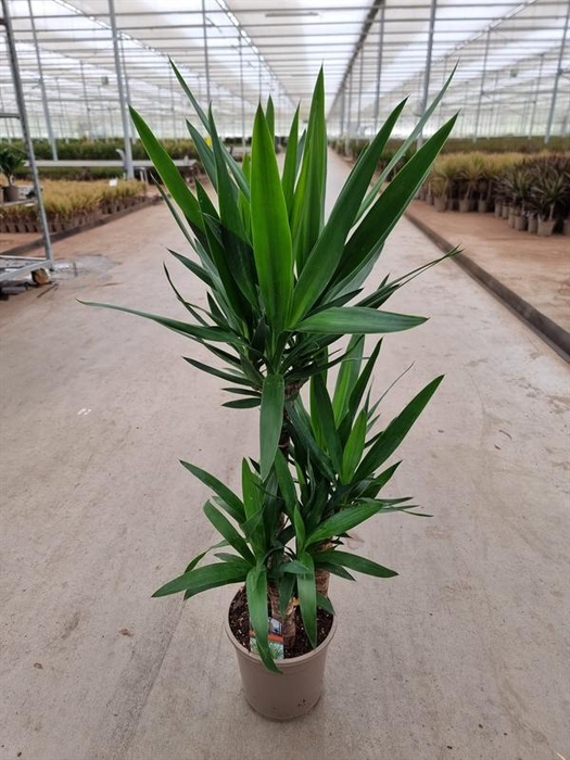 <h4>Yucca</h4>