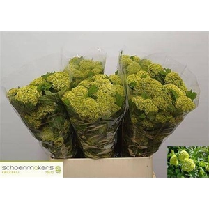 Viburnum Roseum St