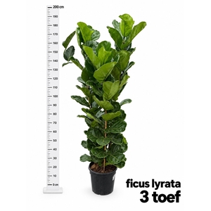 FICUS LYRATA