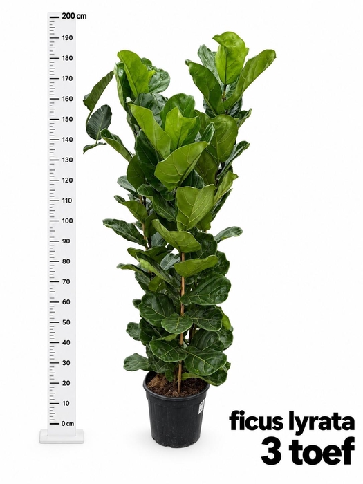 <h4>FICUS LYRATA</h4>