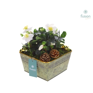 Schaal zink vierkant Kerst met Helleborus