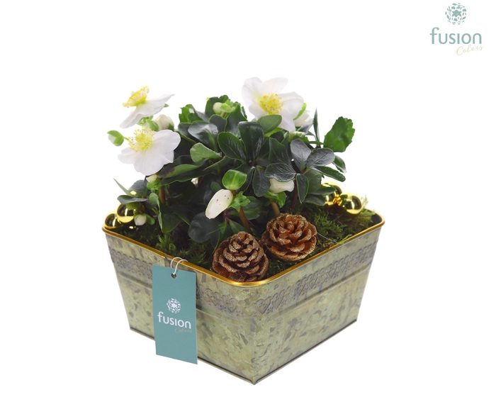 <h4>Schaal zink vierkant Kerst met Helleborus</h4>