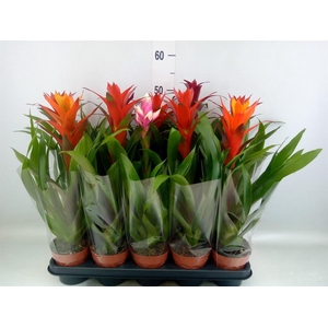 Guzmania ...mix