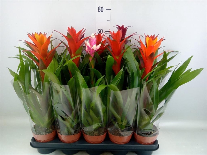 <h4>Guzmania ...mix</h4>