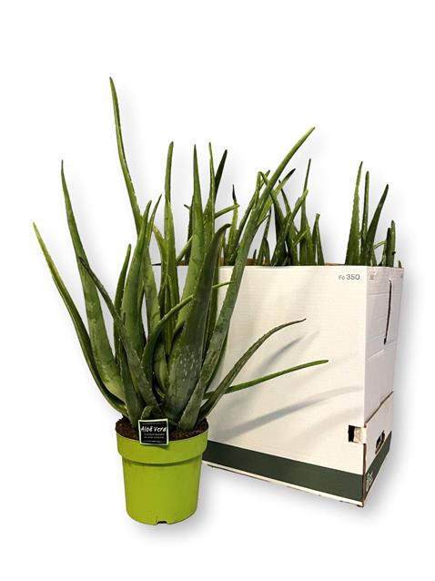 <h4>ALOE VERA</h4>