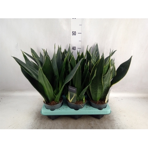 Sansevieria trifa.   ...