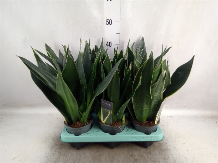 <h4>Sansevieria trifa.   ...</h4>