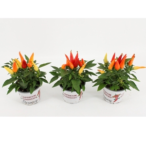 Capsicum Annuum Joker