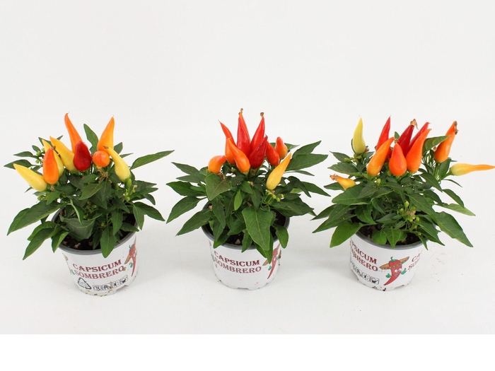 <h4>Capsicum Annuum Joker</h4>