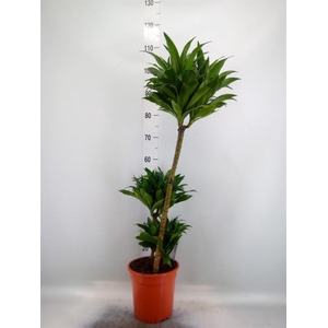 Dracaena frag. 'Compacta'
