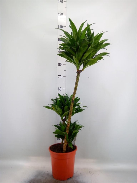 <h4>Dracaena frag. 'Compacta'</h4>