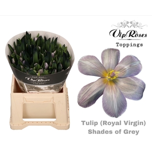 TU EN RV Paint SHADES OF GREY