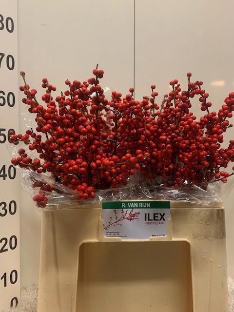 <h4>ILEX VE RODE BES</h4>