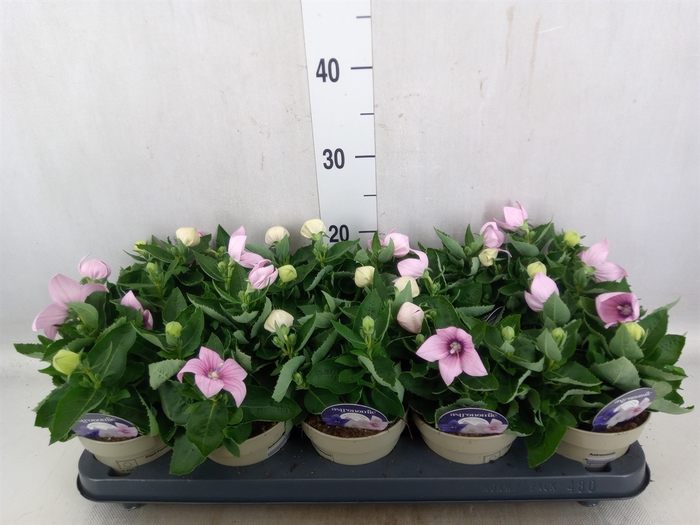 <h4>Platycodon grand. 'Astra Pink'</h4>