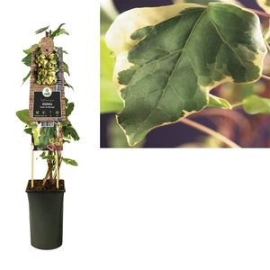 Hedera 'Gloire de Marengo' +3.0 label