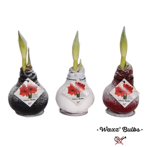 Waxz® Bulbs Snow