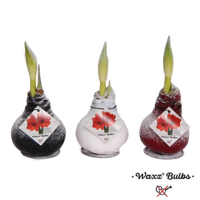 <h4>Waxz® Bulbs Snow</h4>