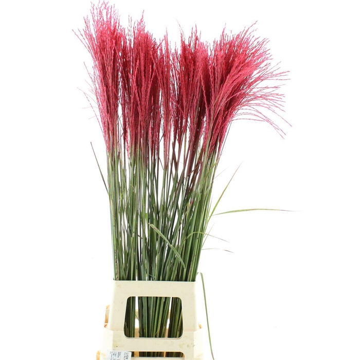<h4>Miscanthus Pink</h4>
