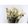 Euca Cinerea Metal Platinum