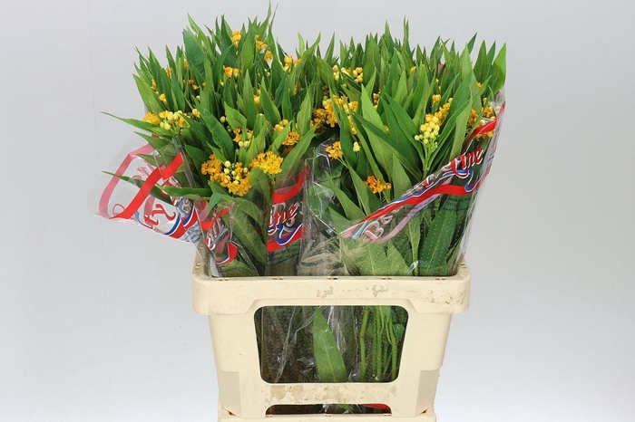 <h4>Asclepias Silky Gold</h4>