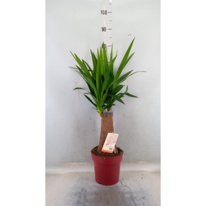 Yucca elephantipes ...