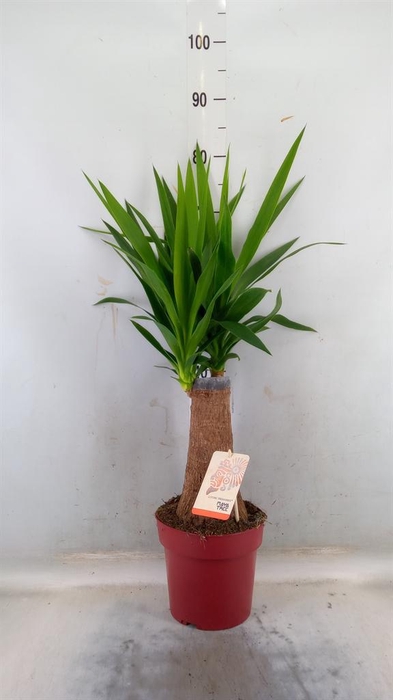 <h4>Yucca elephantipes ...</h4>