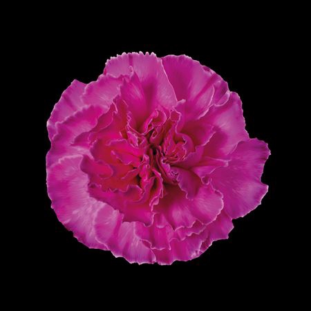 Dianthus St Cerise