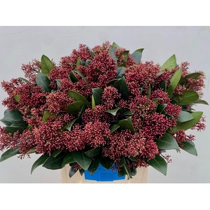 Skimmia Rubella Groot