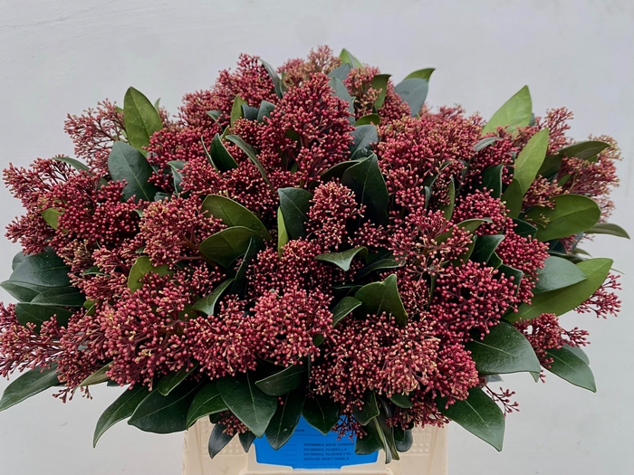 <h4>Skimmia Rubella Groot</h4>