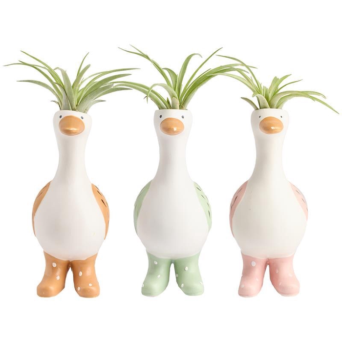 <h4>TILLANDSIA IONANTHA</h4>