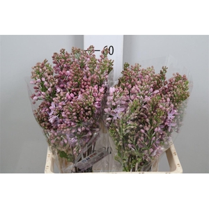 Syr V Marechal Foch 6+