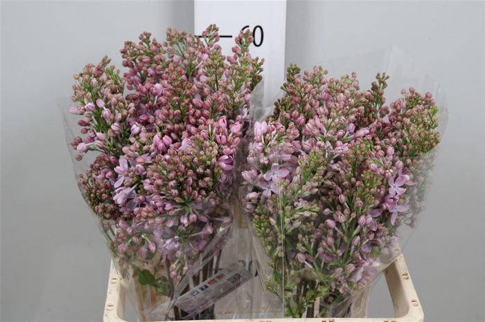 <h4>Syr V Marechal Foch 6+</h4>