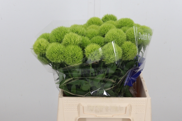 <h4>Di Barb Green Trick</h4>