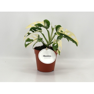 Monstera Adansonii Variegata
